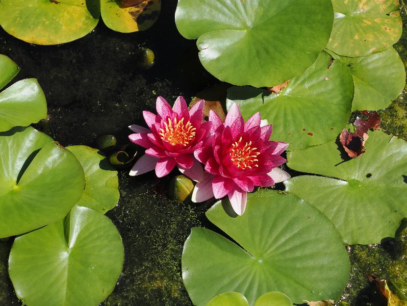 Verbania, Italy: Giardini Botanici di Villa Taranto: water lilies
