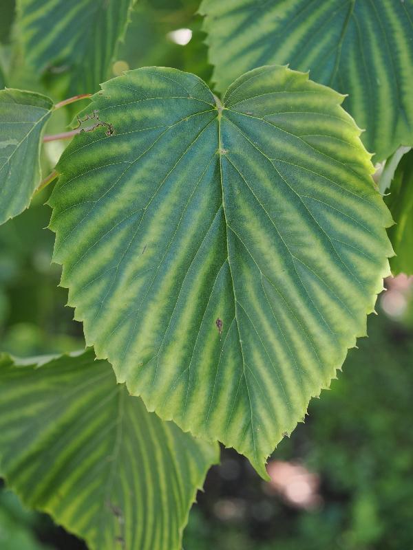 Verbania, Italy: Giardini Botanici di Villa Taranto: Handkerchief Tree (Davidia involucrata), leaf