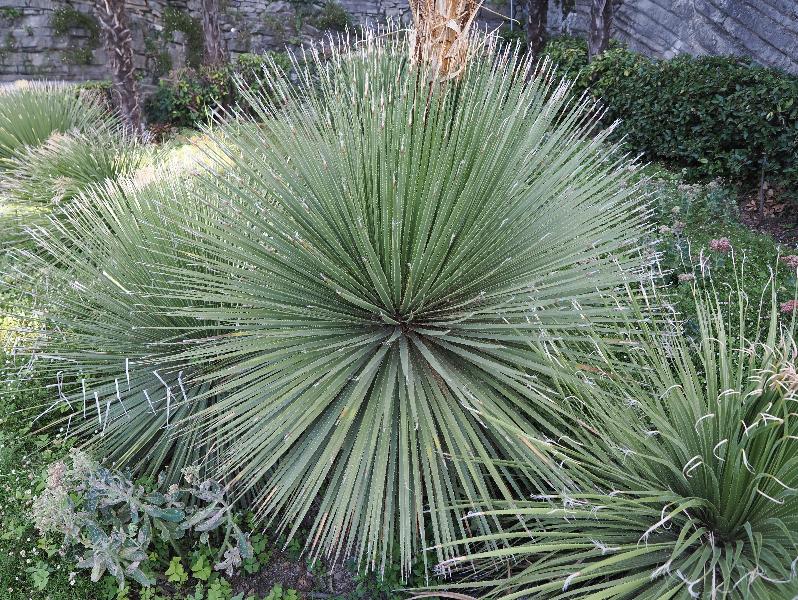 Varenna, Italy: Villa Monastero, garden: Yucca