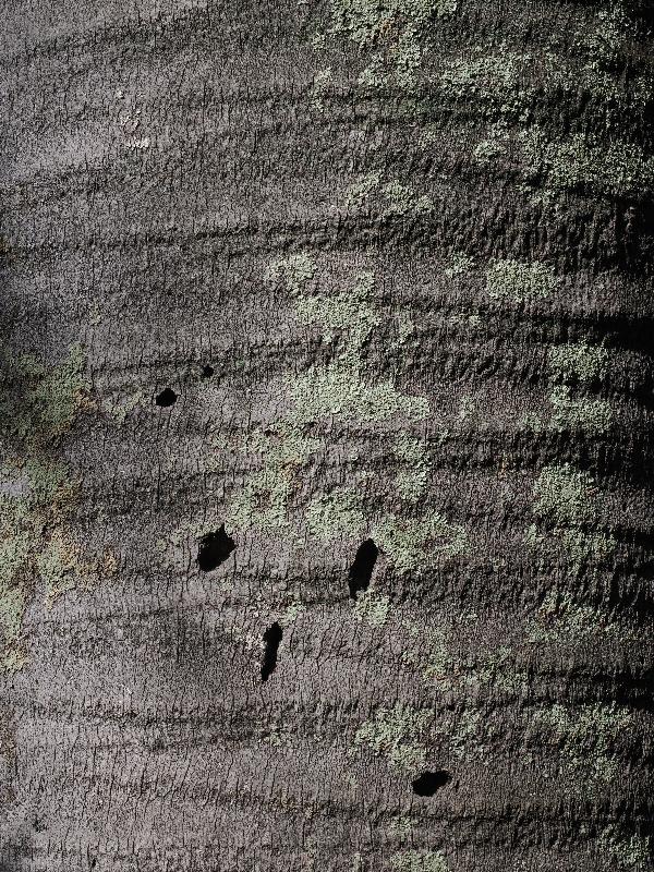 Varenna, Italy: Villa Monastero, garden: Chilean wine palm (Jubaea chilensis), bark