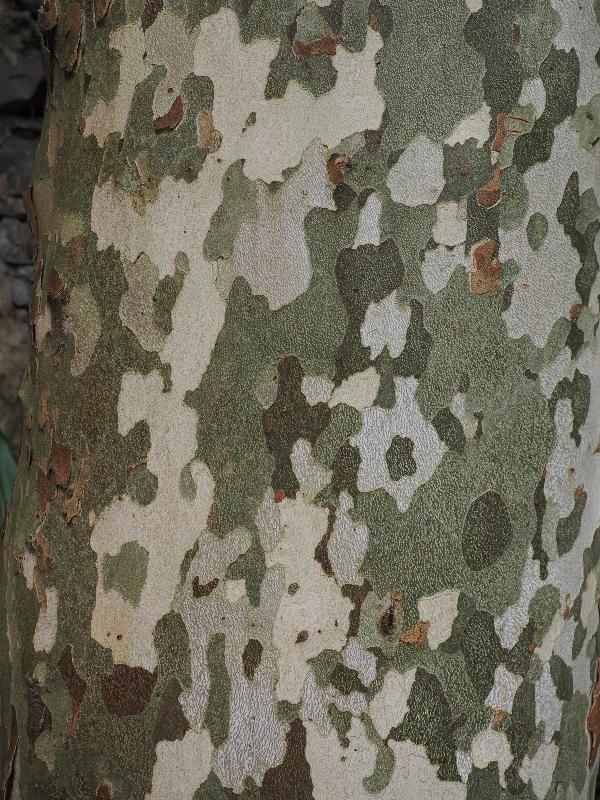 Varenna, Italy: Villa Cipressi: Platanus x Hyspanica, bark