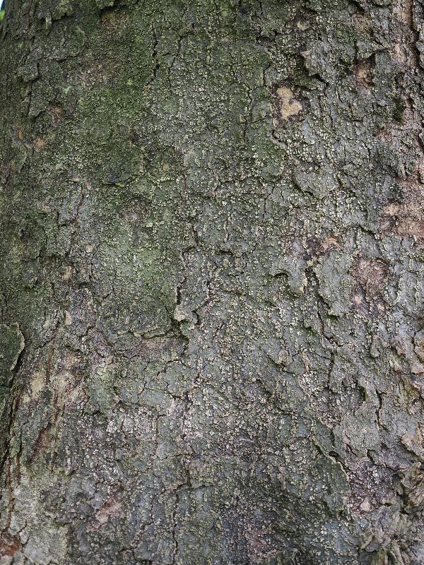 Varenna, Italy: Villa Cipressi: Southern magnolia (Magnolia grandiflora), bark