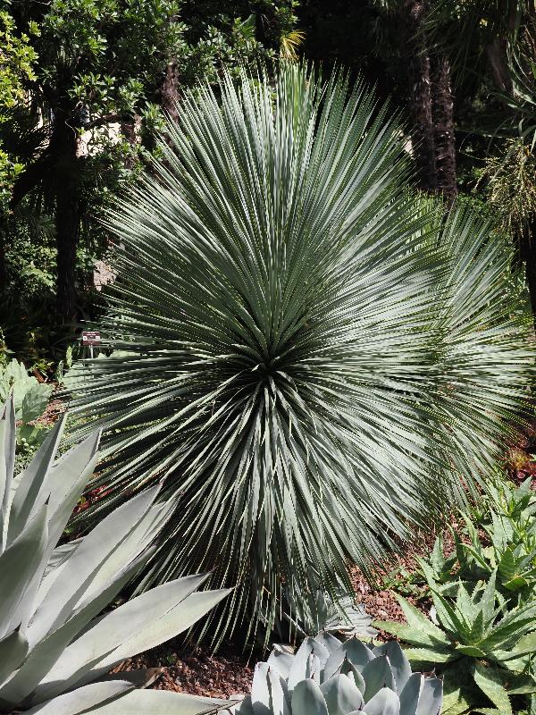Varenna, Italy: Villa Cipressi: Yucca