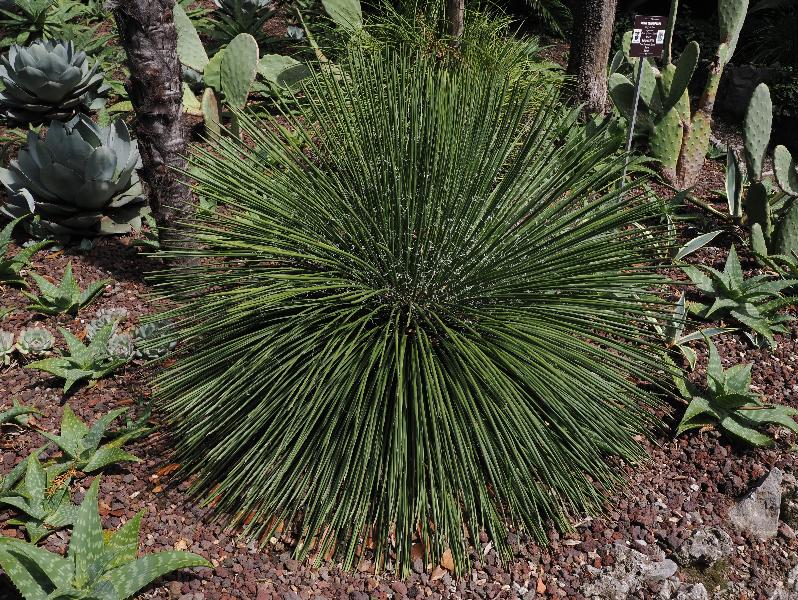 Varenna, Italy: Villa Cipressi: Yucca
