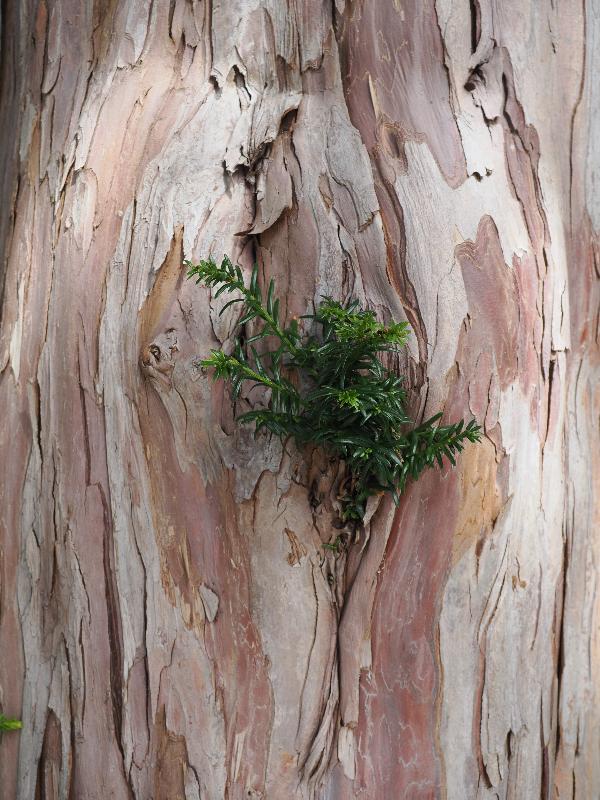 Varenna, Italy: Villa Cipressi: Yew tree, bark
