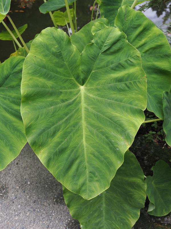Bellagio, Italy: Villa Melzi, garden: Elephant Ear (Colocasia esculenta), leaf