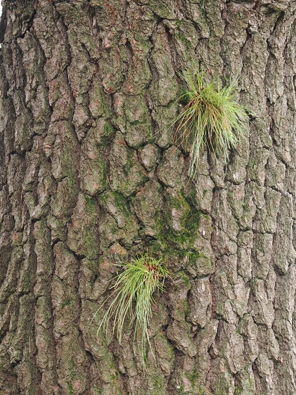 Bellagio, Italy: Villa Melzi, garden: Pinus montezumae, bark