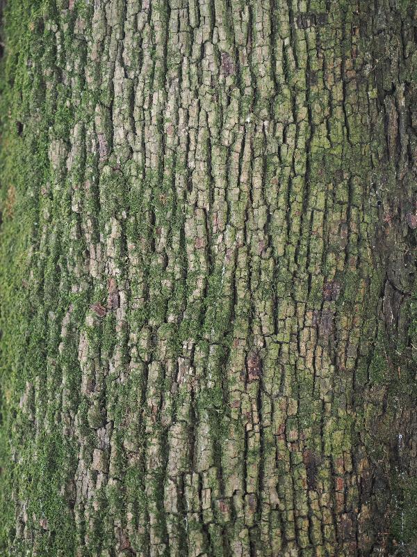 Bellagio, Italy: Villa Melzi, garden: Holm Oak (Quercus ilex), bark