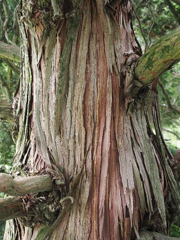Bellagio, Italy: Villa Melzi, garden: Hinoki cypress (Chamaecyparis obtusa), bark