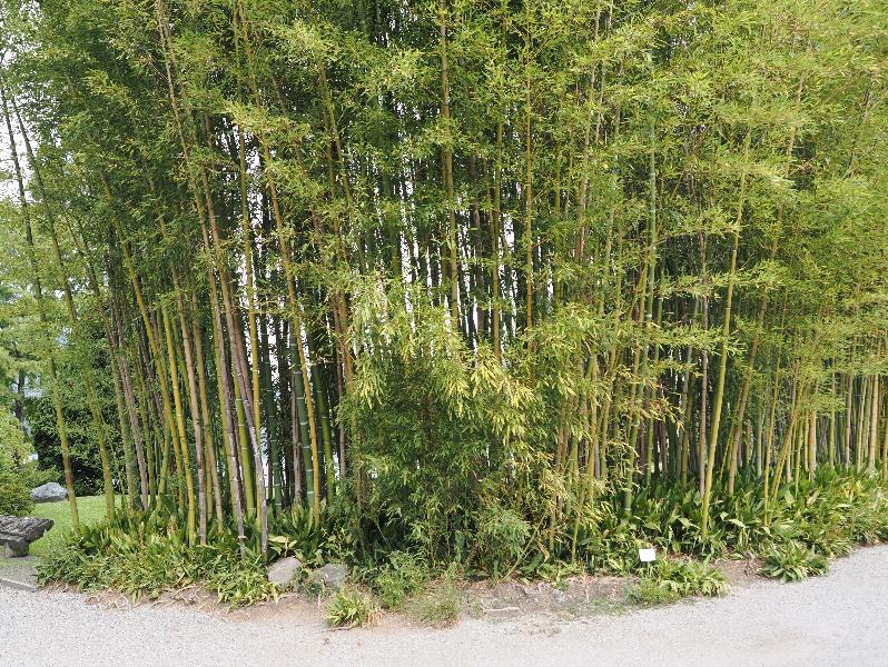 Bellagio, Italy: Villa Melzi, garden: bamboo grove