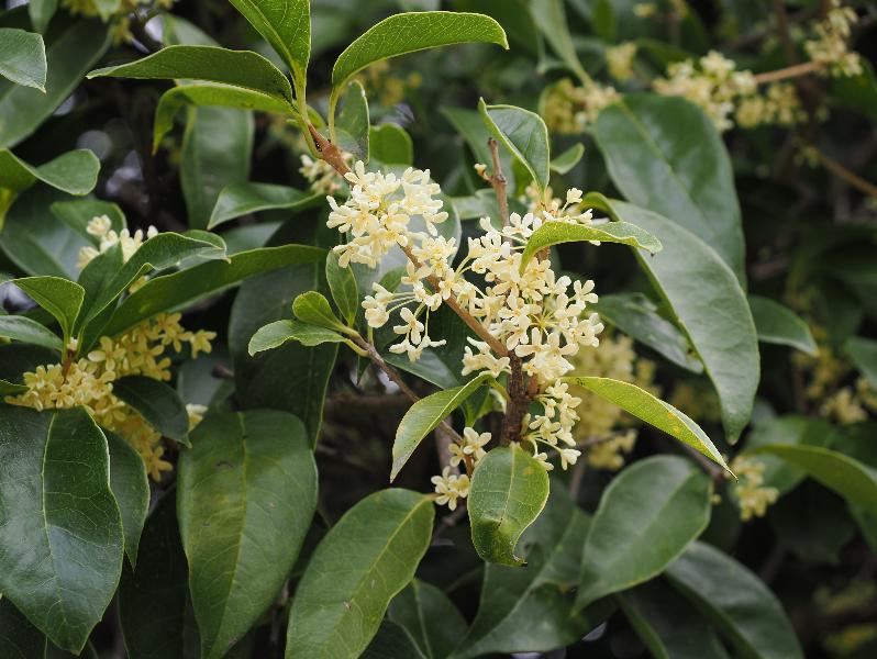 Bellagio, Italy: Villa Melzi, garden: Olea fragrans (also known as Osmanthus fragrans)