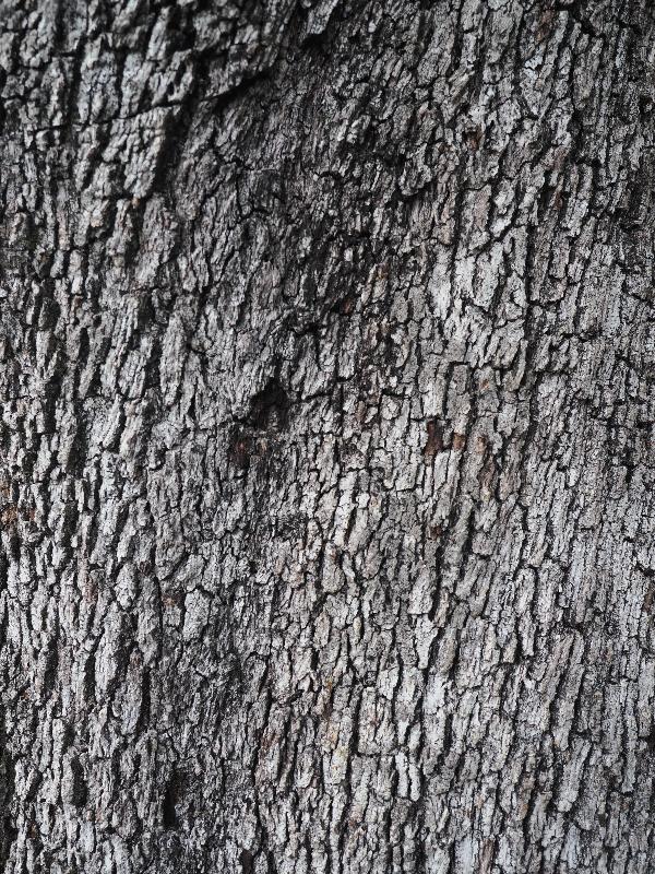Tremezzina, Italy: Villa Carlotta, garden: Holm Oak (Quercus ilex), bark