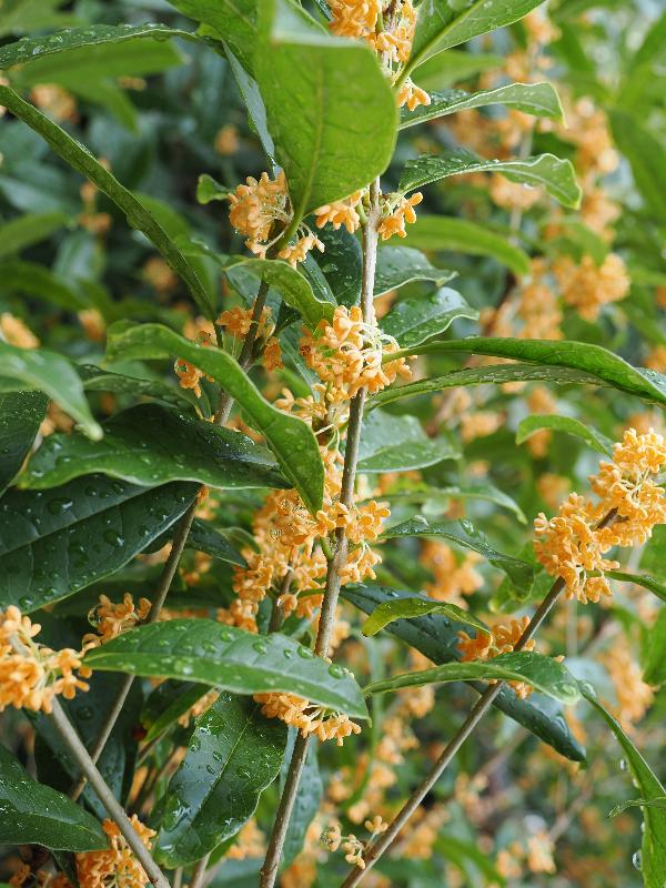 Tremezzina, Italy: Villa Carlotta, garden: Olea fragrans (also known as Osmanthus fragrans)