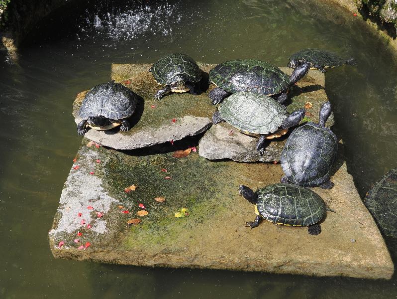 Tremezzina, Italy: Villa Carlotta, garden: turtles