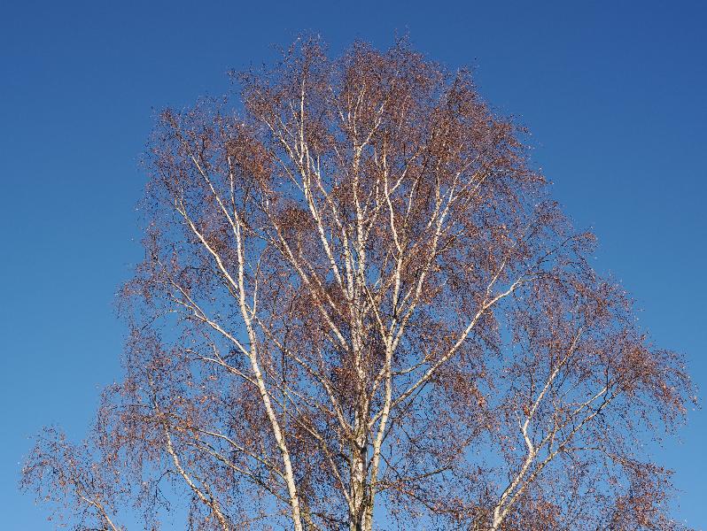 Cambridge, England: Roseford Road: birch tree