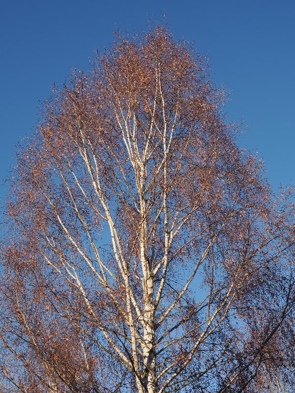 Cambridge, England: Roseford Road: birch tree